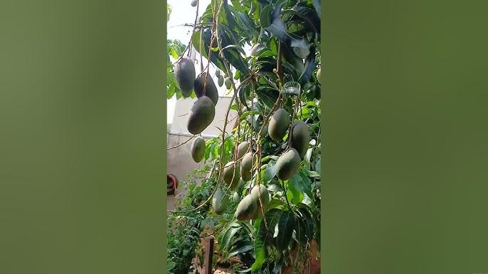 Como Monitorar a População de Cigarrinha-do-Milho com Armadilhas Amarelas Antes da Emergência da Cultura