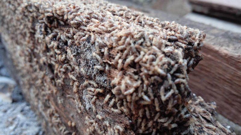 Controle de Cupins Subterrâneos em Reflorestamento com Iscas Atrativas Biodegradáveis