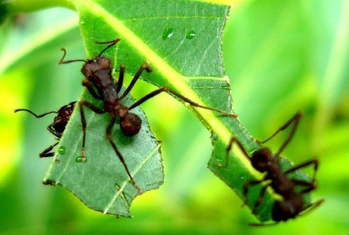 Formigueiro de formigas cortadeiras sendo tratado com iscas seletivas em pastagem