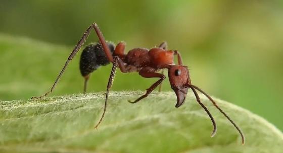 Controle de Formigas Cortadeiras com Iscas Granuladas Seletivas: Preservando Formigas Predadoras na Lavoura