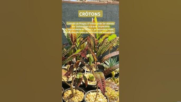 Como controlar lagarta-do-cartucho do milho com inseticidas biológicos sem afetar inimigos naturais?