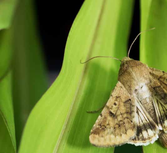 Exemplo de infestação de lagarta-da-espiga em milho e necessidade de controle urgente