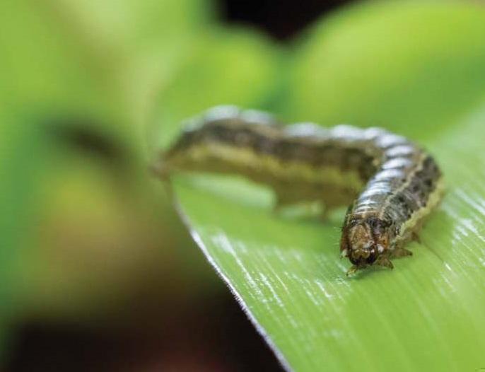 Qual o melhor momento do dia para aplicar Bacillus thuringiensis contra lagarta-da-espiga em milho?