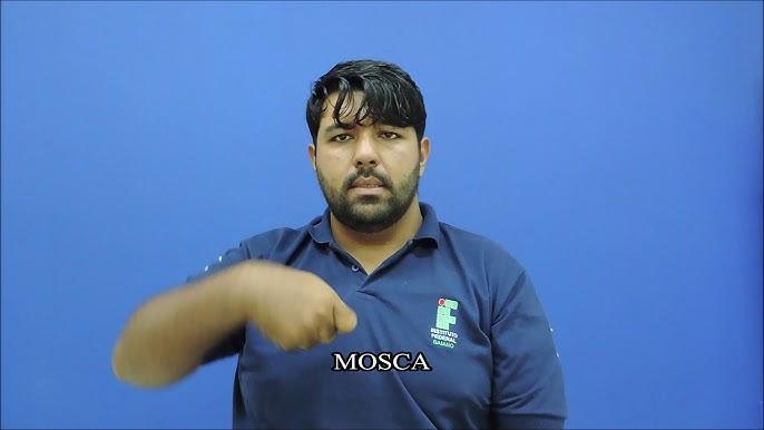 Exemplo de mosca-branca capturada em armadilha com isca em casa de vegetação de tomate para manejo integrado