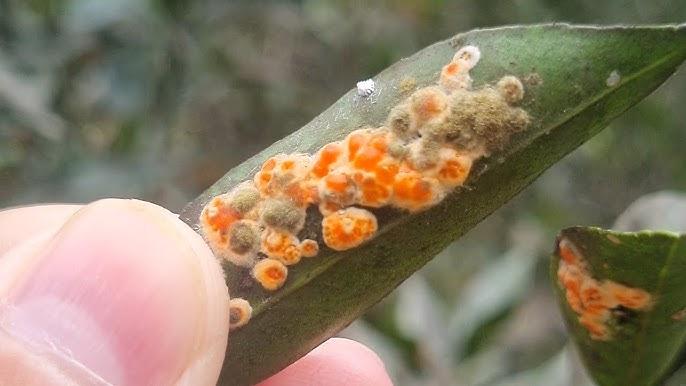 Como usar armadilhas com isca alimentar para monitorar mosca-branca em casa de vegetação de tomate