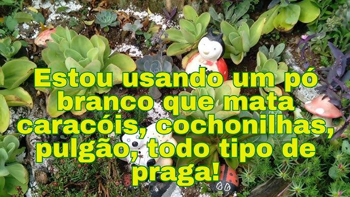 Limiar Econômico de Pulgão-Preto em Trigo: Quando Aplicar Inseticida Sistêmico Compensa o Investimento
