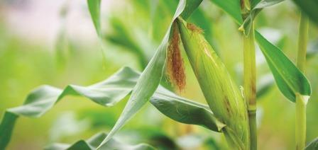 Danos causados por percevejo-marrom resistente em grãos de soja e opções de controle biológico