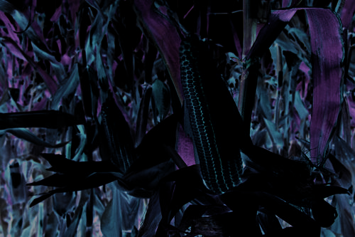 Por Que o Percevejo-Marrom Desenvolve Resistência Rápida a Piretróides e Como Contornar Isso