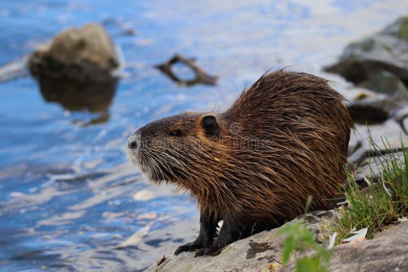 Instalação de Repelentes Ultrassônicos em Silos de Grãos: Controle de Ratos no Armazenamento