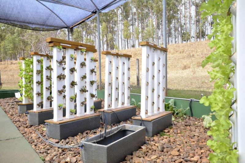 Fluxo de solução nutritiva em bancada hidropônica PVC 75mm para manejo rural eficiente