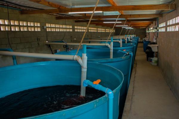 Passo a Passo para Montar Reservatório de Solução Nutritiva em Hidroponia: Guia para Aumentar Produtividade