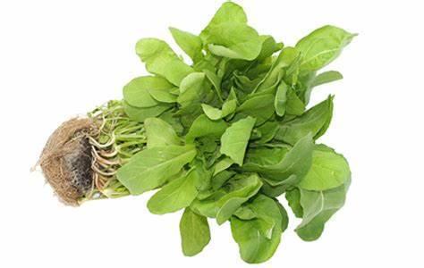 Colheita de rúcula hidropônica em espuma fenólica, ilustrando folhas maduras e sistema eficiente