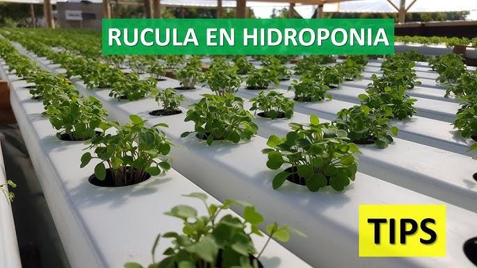 A Melhor Época e Técnica para Semear Rúcula na Espuma Fenólica em Hidroponia