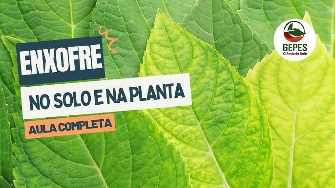 Fonte Mais Eficiente de Enxofre para Lavouras de Trigo em Solos com Baixo CTC