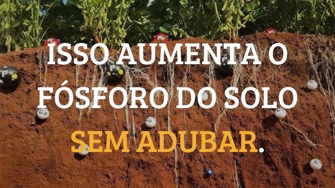 Aplicação em bandas de superfosfato triplo em solo fixante para otimizar absorção de fósforo pelas raízes de soja