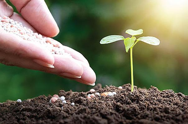 Evitando Perdas de Nitrogênio por Volatilização na Adubação Nitrogenada do Trigo