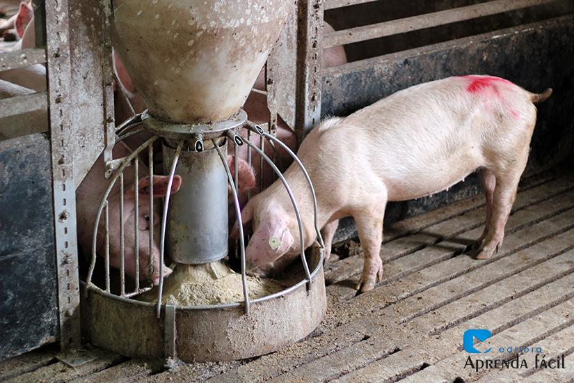 Cálculo prático de ração para porcas gestantes em granja suinícola