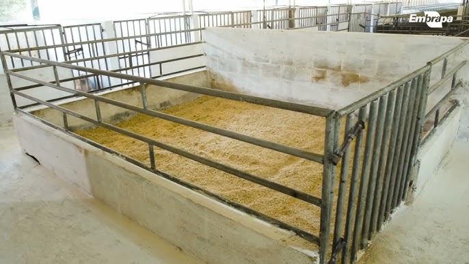 Exemplo de piso misto em baia de suínos para terminação com drenagem eficiente