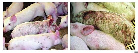 Manejo de biosseguridade em granjas de suínos para prevenir PRRS