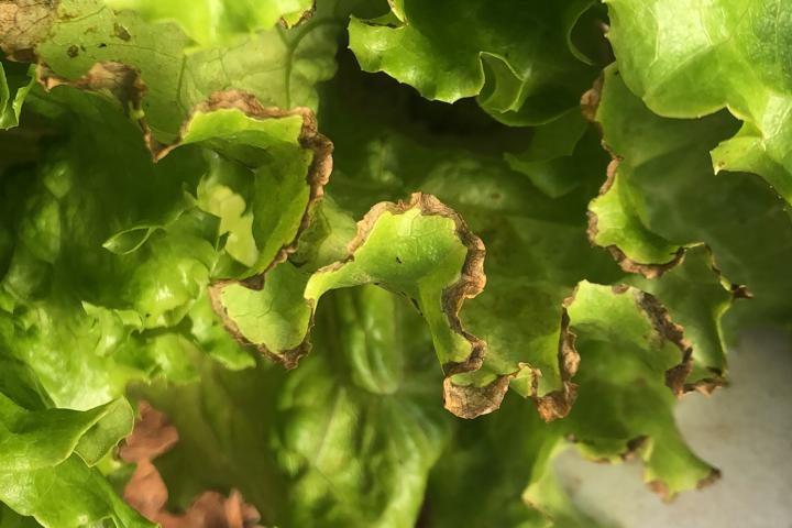 Exemplo avançado de tip burn em alface hidropônica, com necrose progressiva nas bordas das folhas