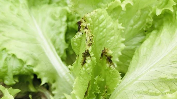Progressão do tip burn em cultivo hidropônico de alface, destacando danos em múltiplas folhas