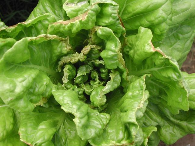 Tip Burn na Alface Hidropônica: Causas Principais e Manejos para Evitar Perdas