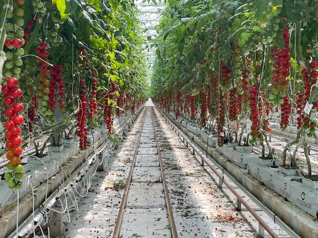 Melhores Substratos Inertes para o Cultivo Hidropônico de Tomate