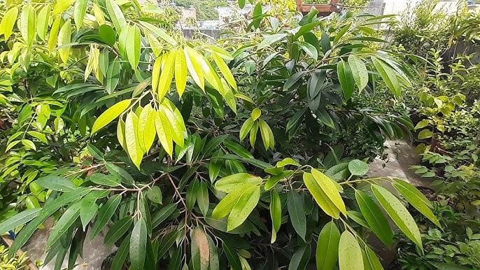 Técnica de inserção de muda no perfil hidropônico para melhor absorção de nutrientes