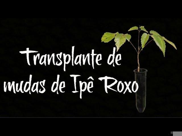 Tempo de Germinação Ideal e Transplante de Mudas em Hidroponia para Produtores Rurais