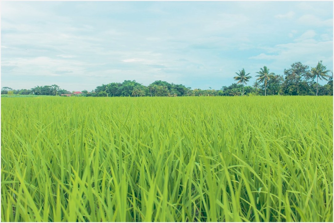 A field of green grass with trees in the background