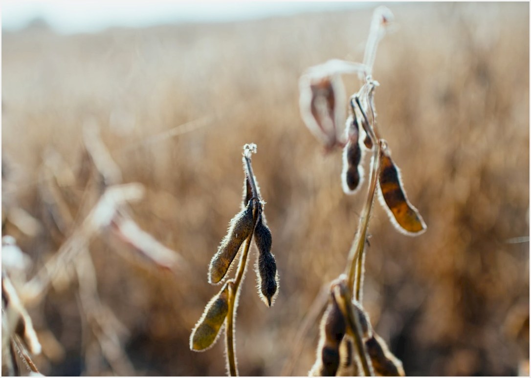 selective focus photo of plant