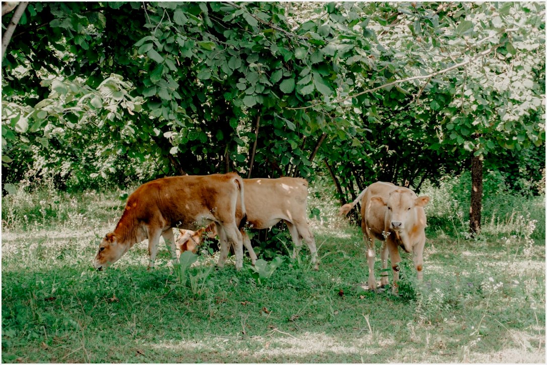 Three cows grazing in a grassy field.
