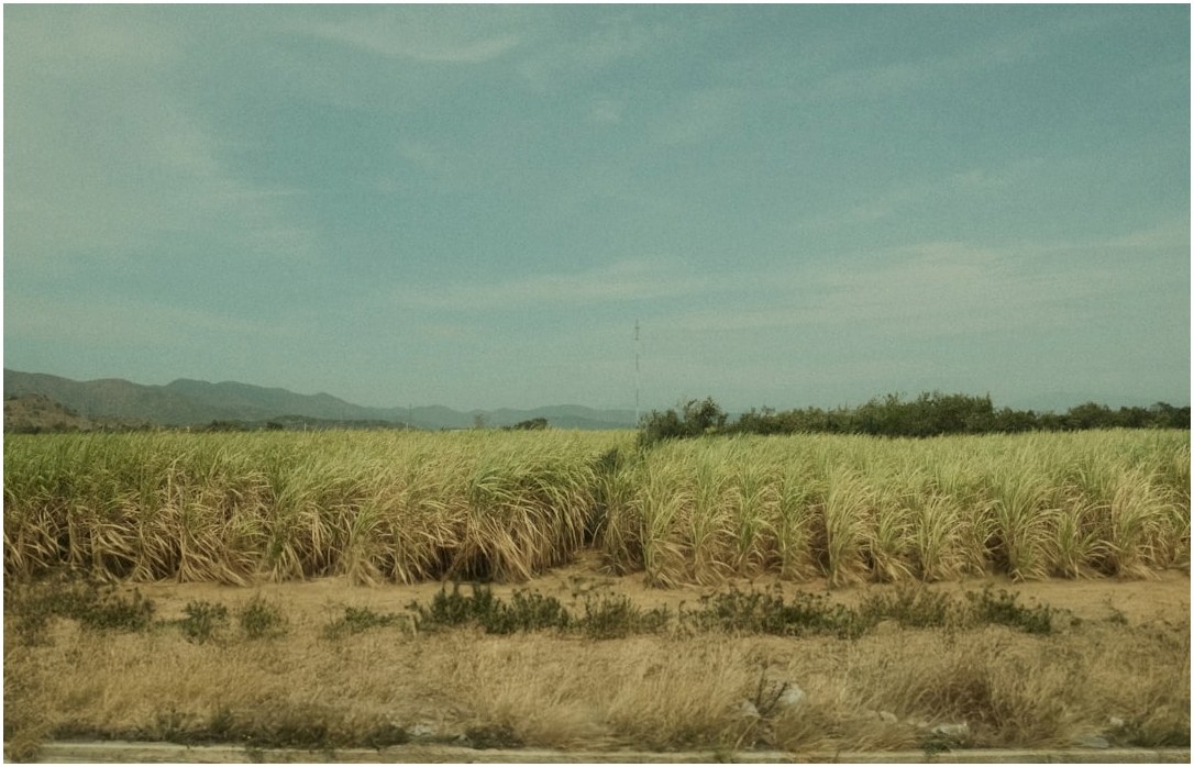 Tall green sugarcane field under a clear blue sky.