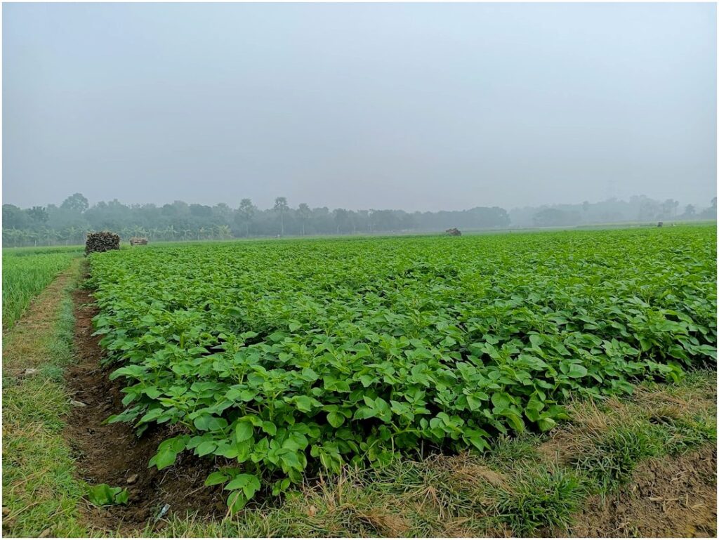 Top 5 do Agro Brasileiro: Quem Mais Movimenta Bilhões