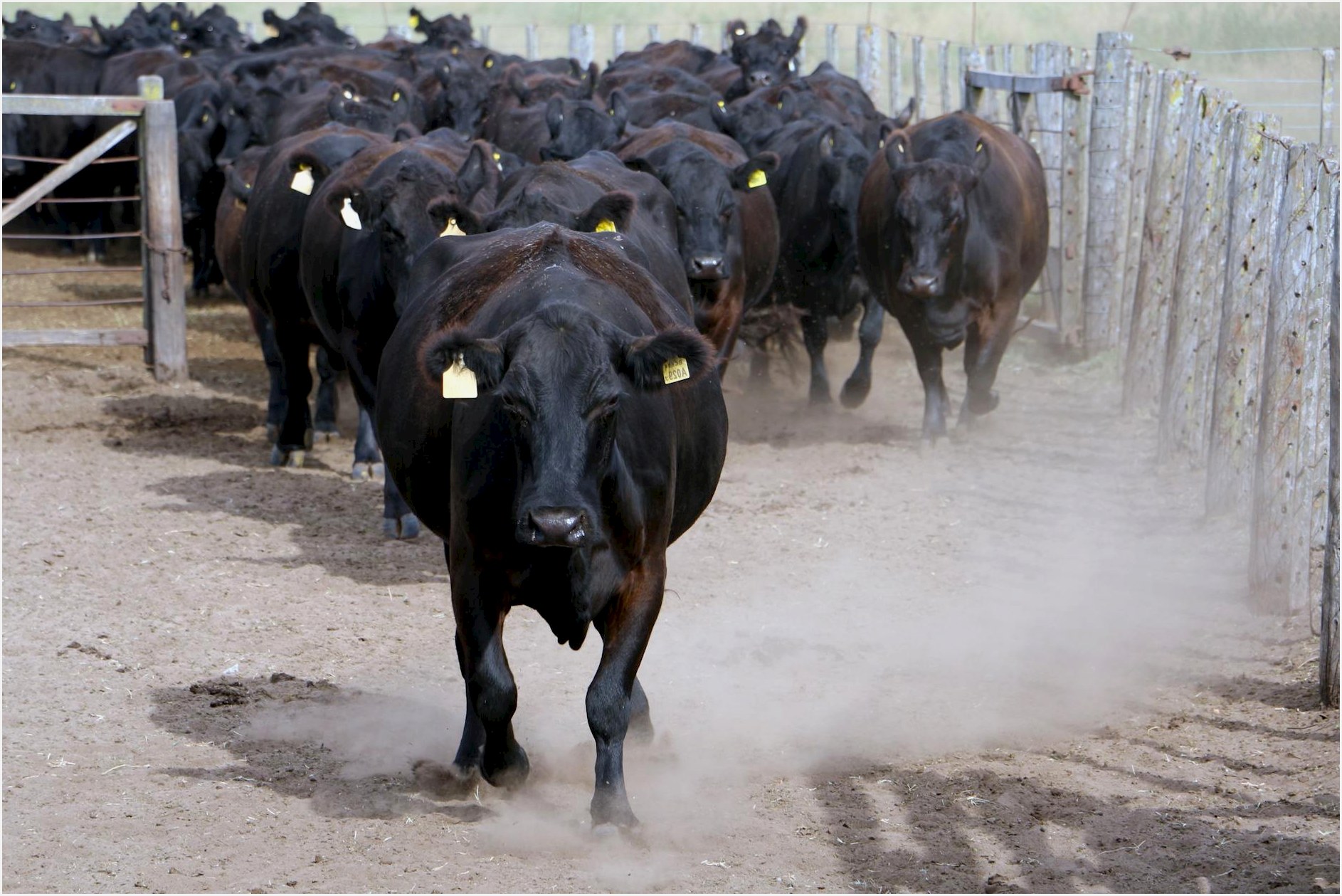 A large group of black Angus cattle walking on a dusty farm path in Argentina.
