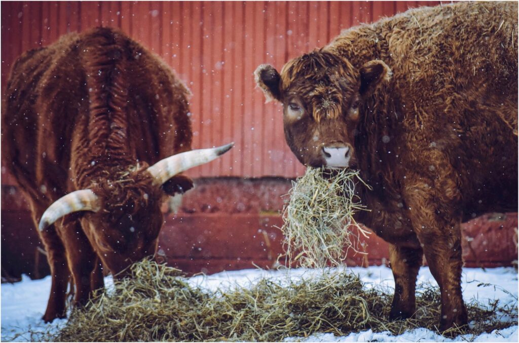 Boi Gordo Hoje: Arroba Dispara em SP e MS com Exportação para China em Alta