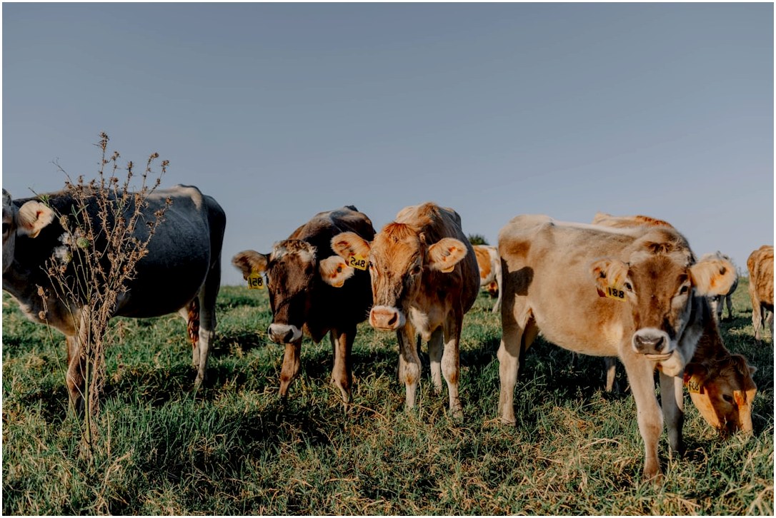 a herd of cattle standing on top of a grass covered field