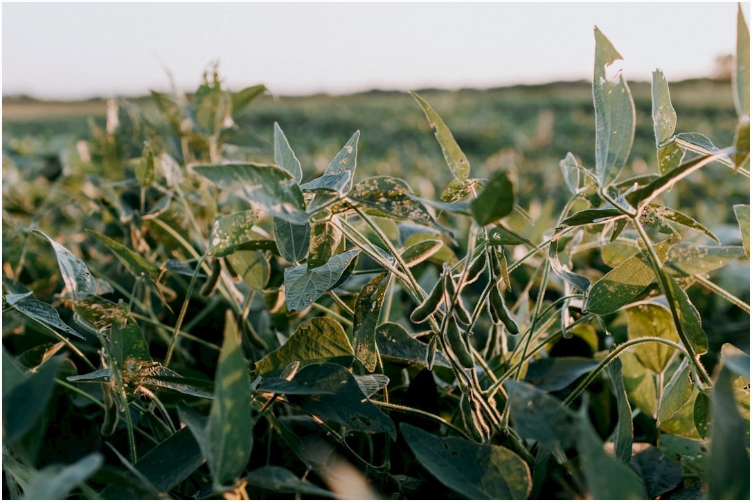 green plant on brown soil during daytime