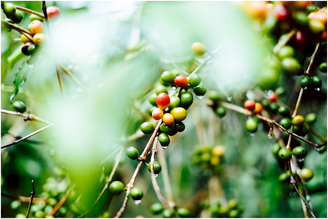 shallow focus photography of coffee bean