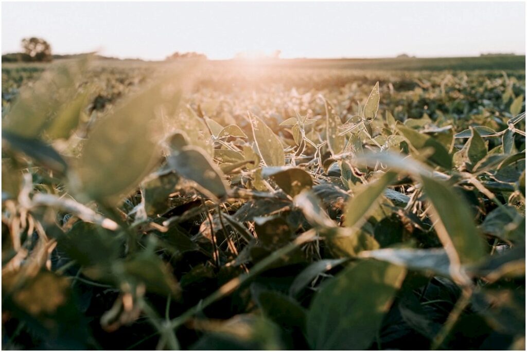 Seca 2024: Soja, Milho e Café em Risco de Perder até 25% da Produção