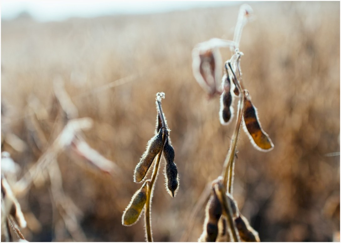 selective focus photo of plant