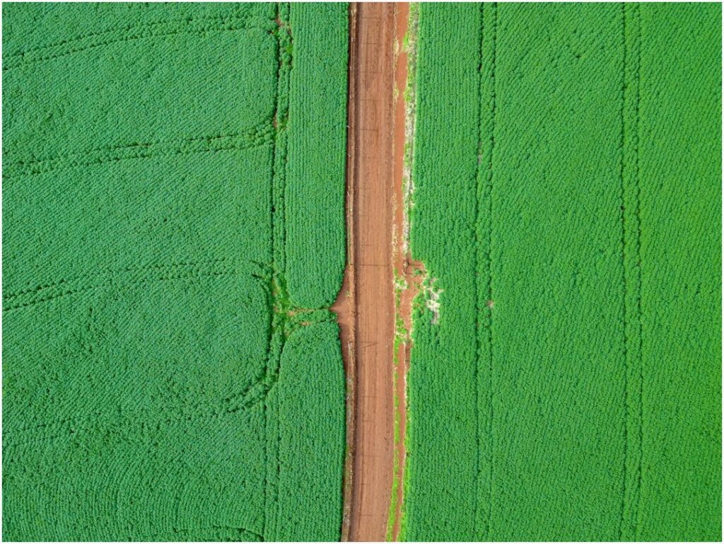 Alerta aos Produtores: Lei Anti-Desmatamento da UE Pode Barrar Exportações de Soja, Café e Carne do Brasil em 2025