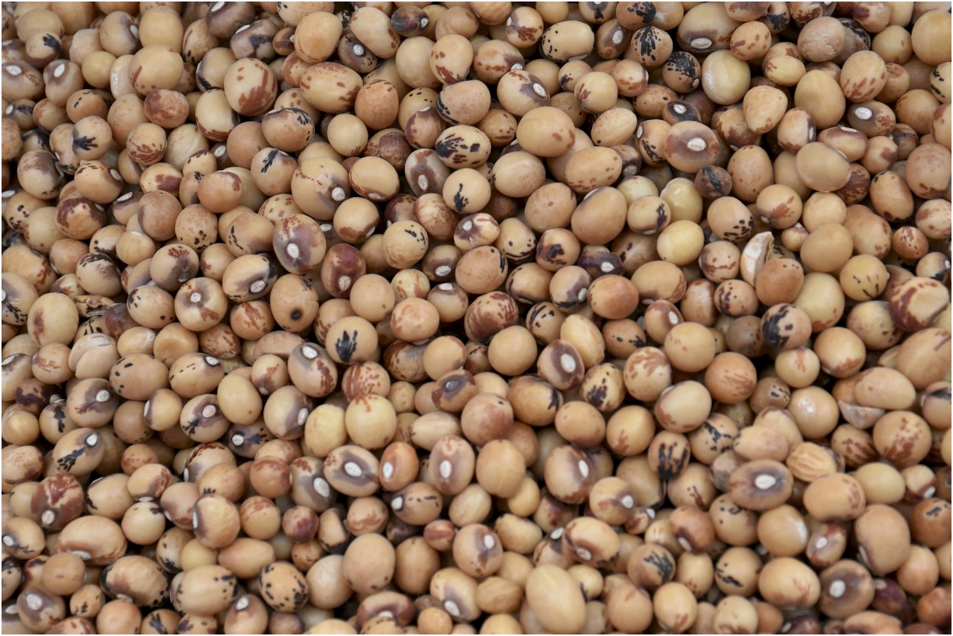 Detailed image of raw brown soybeans, ideal for culinary and agricultural themes.