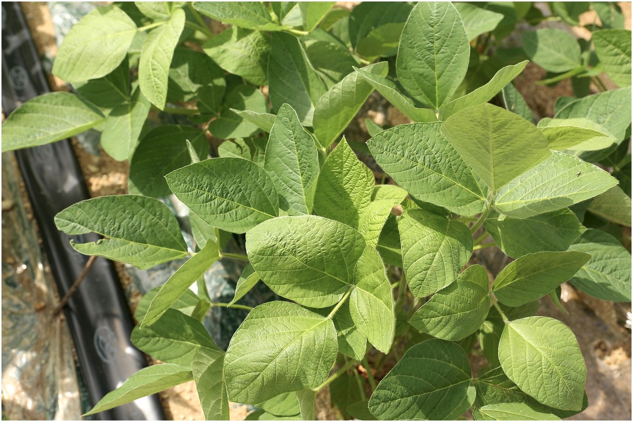 bean leaf, bean, republic of korea, ssamjang, green, abstract, soybean field, farming, field