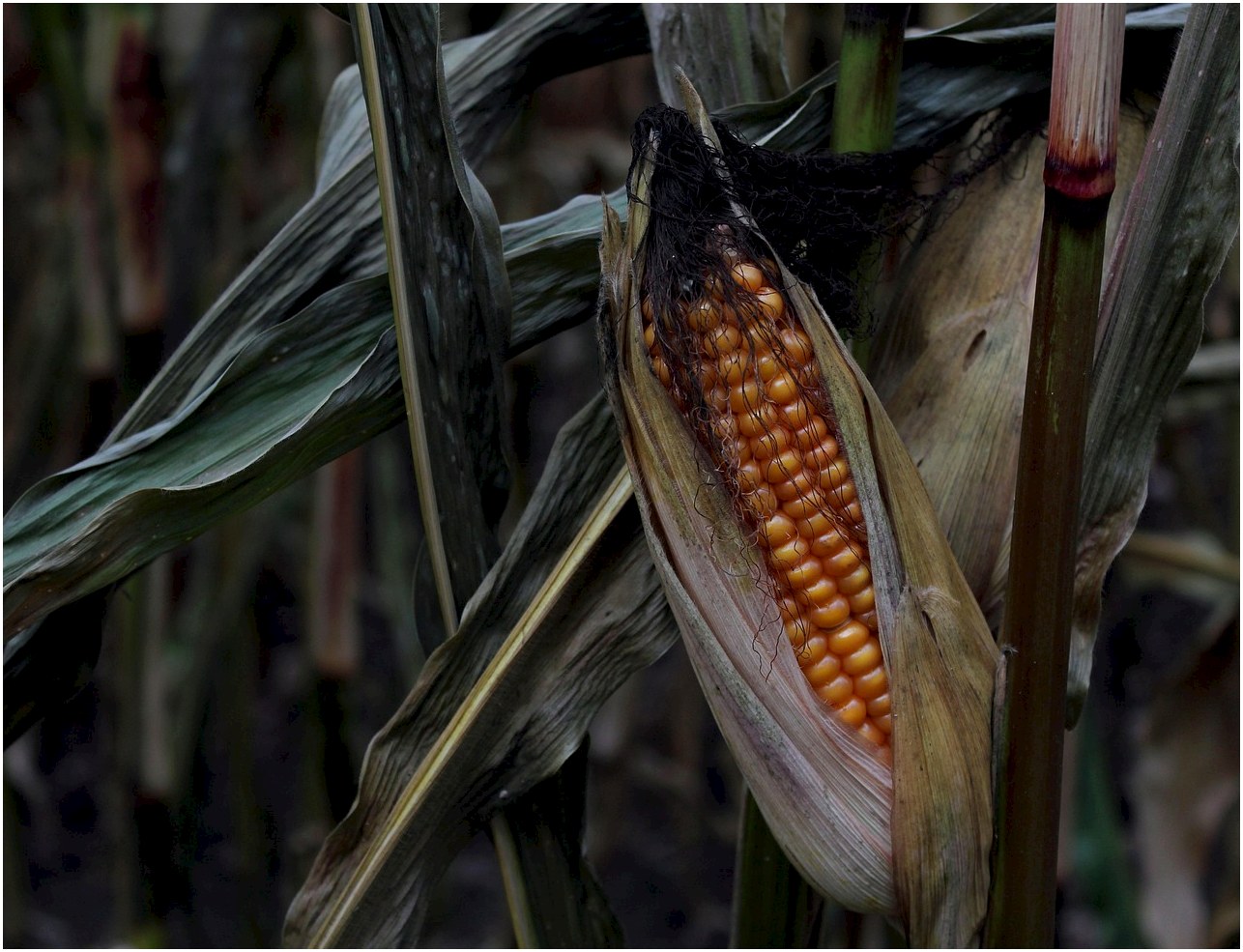 corn, corn on the cob, field, cornfield, leaves, dried up, wilted, food, meal, grain, nature, fall, corn kernels, vegetables, yummy, vegetable corn, corn on the cob hair, harvest, yellow, corn plant, cultivation