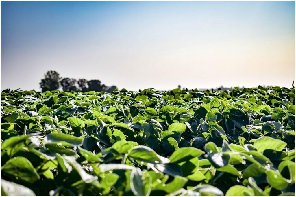 Seca Recorde no Brasil Coloca Safra de Soja e Milho em Risco Bilionário