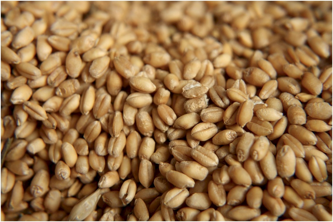 seed, nutrition, crop, grain, dry, healthy, agriculture, cereal, heap, pile, wheat, diet, whole, taste, food, corn, detail, vegetable, meal, brown vegetables, brown diet, brown nutrition, brown wheat, seed, grain, heap, wheat, wheat, wheat, wheat, wheat, taste, food, corn, brown wheat