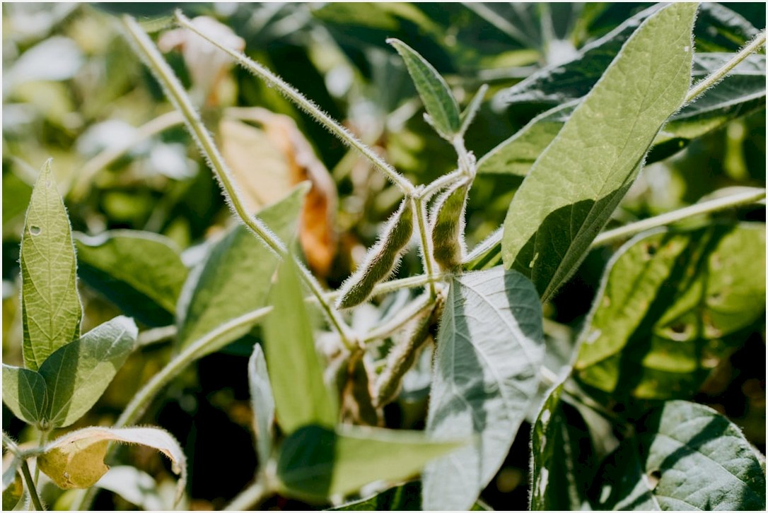 brown and black insect on green leaf plant during daytime