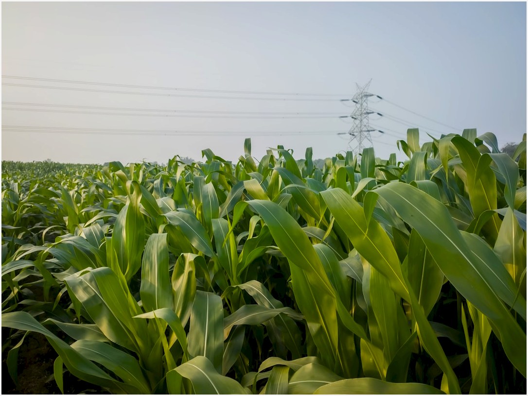 a field of corn with power lines in the background