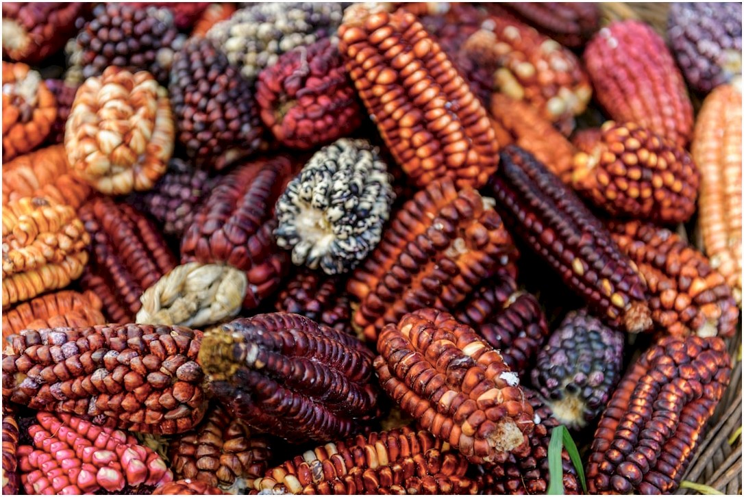 a basket filled with lots of colorful corn